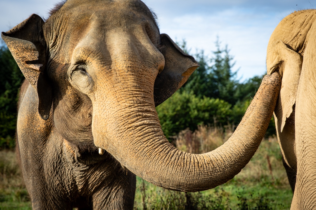 Bala reaching out her trunk to Valli in the fields at Skanda Vale