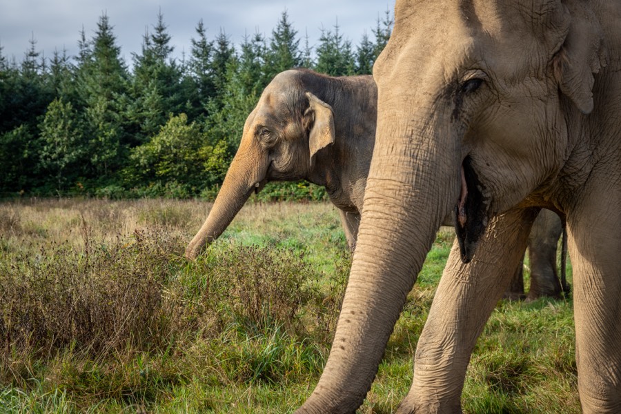 Bala reaching into a stand of scrub to browse while Valli grazes beside her