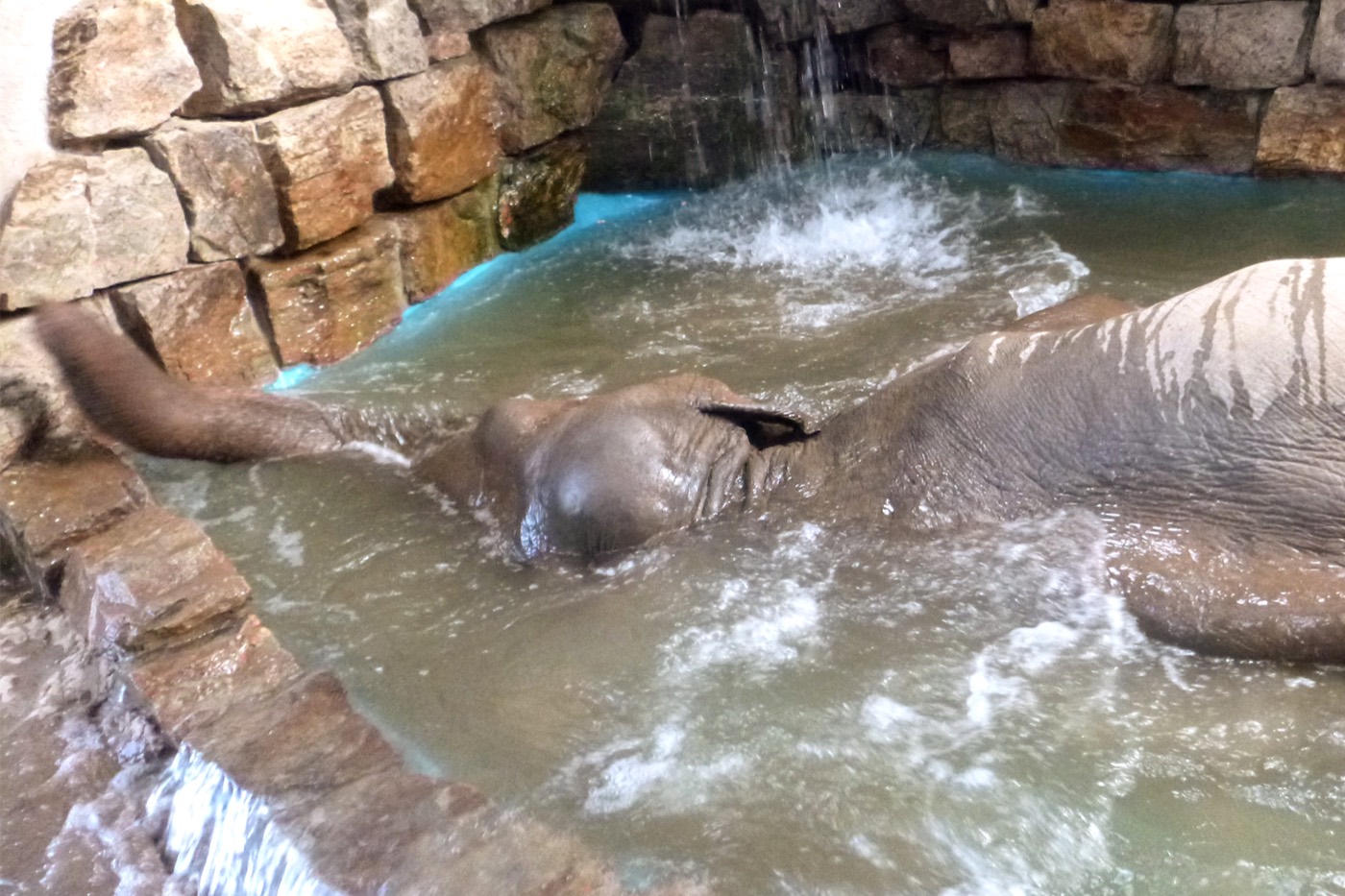 Valli lying almost fully submerged in the barn pool, only her head, ear and back above the surface, her trunk stretched out along the water