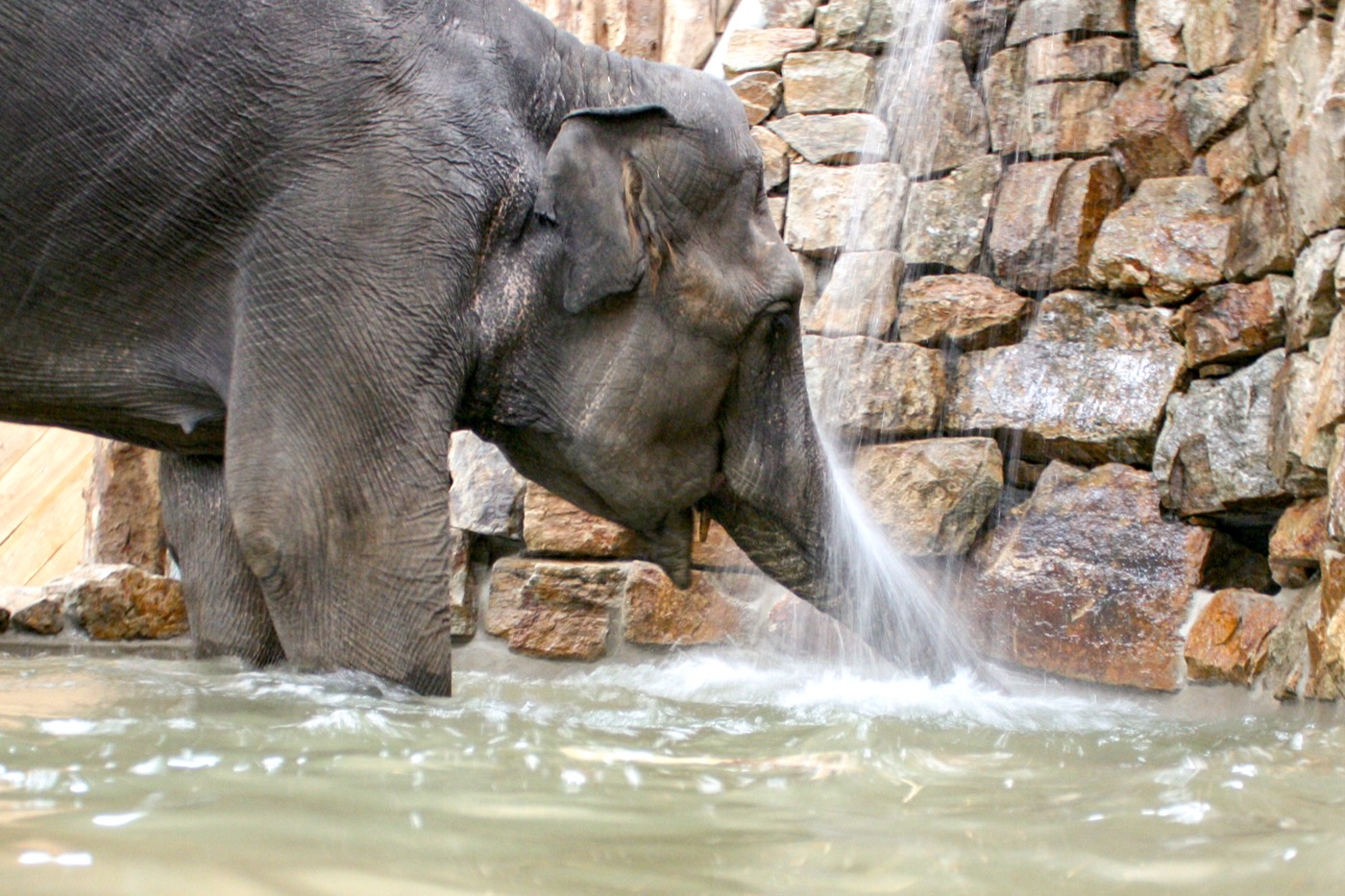 Valli standing in the barn pool with her trunk held into the waterfall, water breaking white against the stone wall behind her